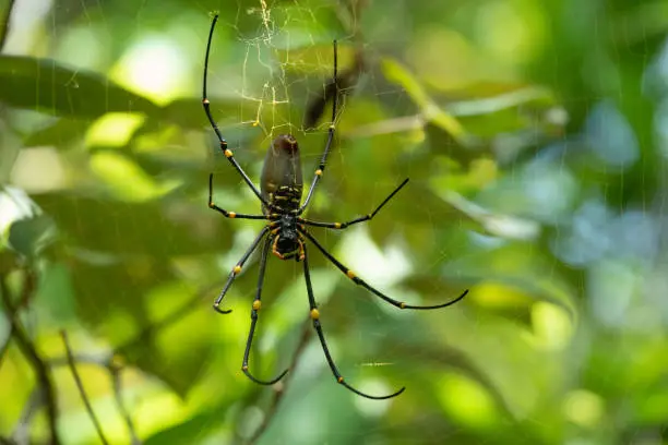 Photo of Giant Golden Orb Weaver (Nephila pilipes) spider, Whitsunday Islands, Queensland, Australia