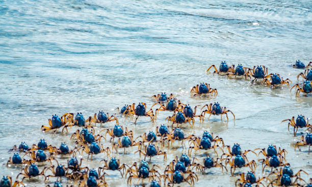 Light-blue soldier crabs (Mictyris longicarpus), Whitehaven Beach, Whitsunday Islands, off the central coast of Queensland, Australia. stock photo