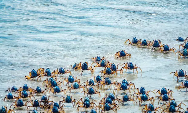 Photo of Light-blue soldier crabs (Mictyris longicarpus), Whitehaven Beach, Whitsunday Islands, off the central coast of Queensland, Australia.