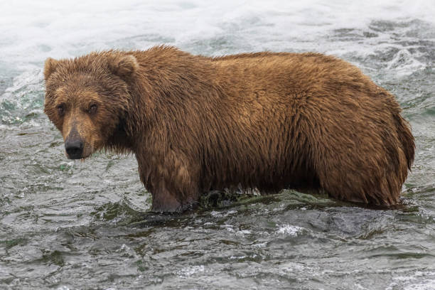istock Coastal Brown Bears Catching Fish in Katmai 1486361425