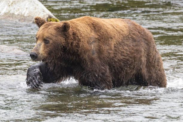 istock Coastal Brown Bears Catching Fish in Katmai 1486361462