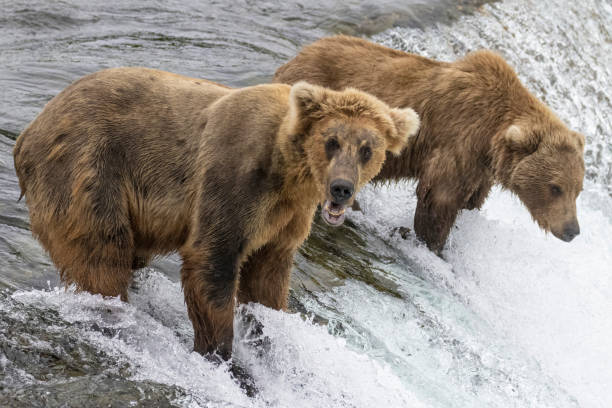istock Coastal Brown Bears Catching Fish in Katmai 1486362209