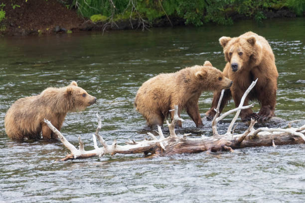 istock Coastal Brown Bears Catching Fish in Katmai 1486362240