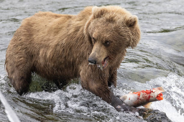 istock Coastal Brown Bears Catching Fish in Katmai 1486362245