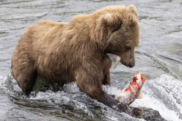 istock Coastal Brown Bears Catching Fish in Katmai 1486362266