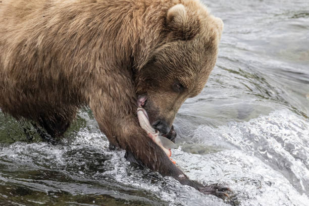 istock Coastal Brown Bears Catching Fish in Katmai 1486362359