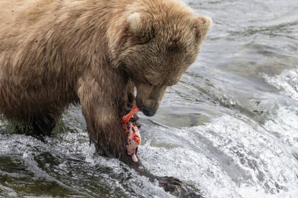 istock Coastal Brown Bears Catching Fish in Katmai 1486362371