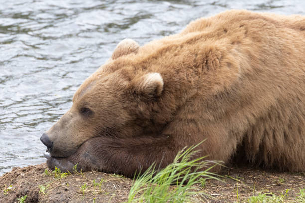 istock Coastal Brown Bears Catching Fish in Katmai 1486362587