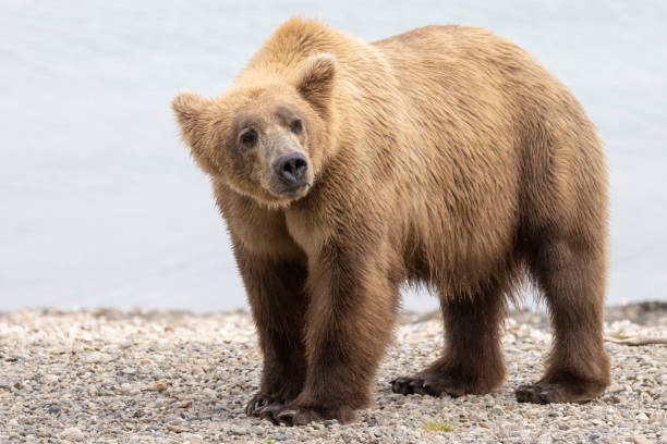 istock Coastal Brown Bears Catching Fish in Katmai 1486362901