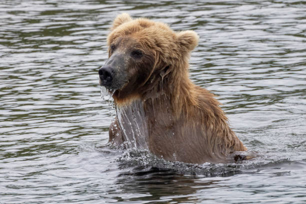 istock Coastal Brown Bears Catching Fish in Katmai 1486362908