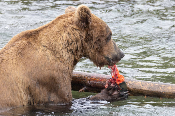 istock Coastal Brown Bears Catching Fish in Katmai 1486363095