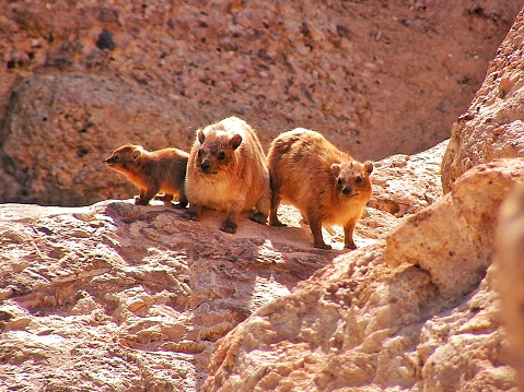 Hyrax de roca en las montañas de Judea photo