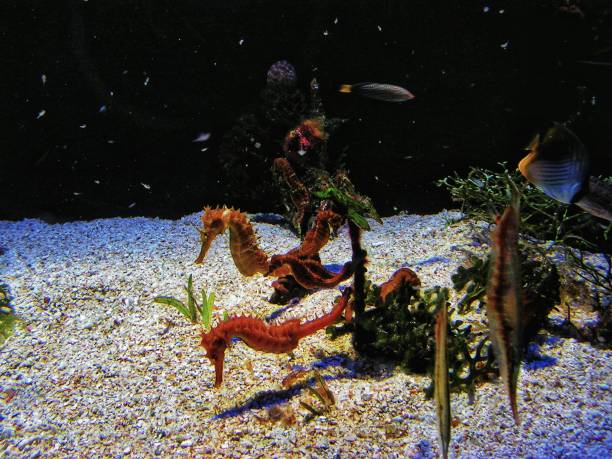 istock Seahorses in Red Sea 1486363838