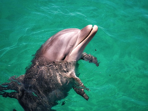 Dolphin in Red Sea