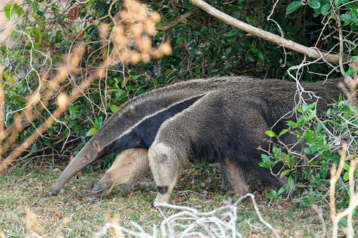 Anteaters thrive on the Los Llanos of Colombia