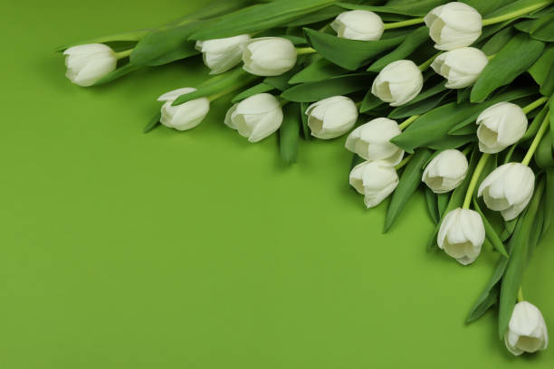 istock White tulips on the green background with copy space 1486365711