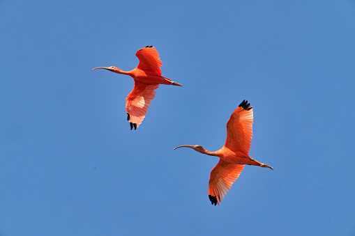 Ibis search for food in the Los Llanos region of Colombia