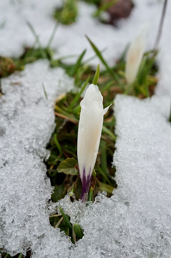 Nature wakes up from winter. The first flowers after winter. A new life in the spring. Botany in early spring in Bavaria. Spring in Bavaria. White crocus in the Alps.