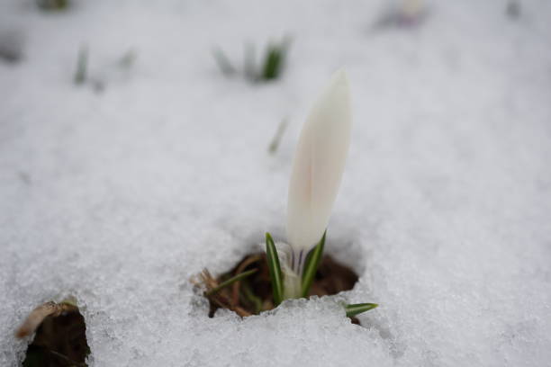 雪の中の白いクロッカス。白いクロッカスは春先に雪の下から出てきます。雪の中のクロッカス。バイエルンの冬。 - spring crocus temperate flower european alps ストックフォトと画像