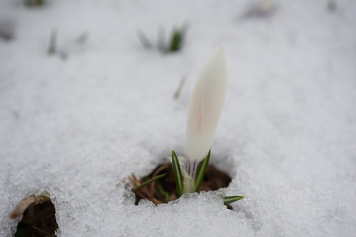 A DSLR photo of beautiful yellow crocus flowers in snow at early spring. Shallow depth of field.