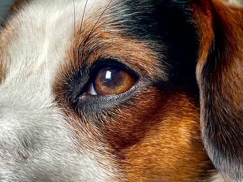 Close up of dogs eye