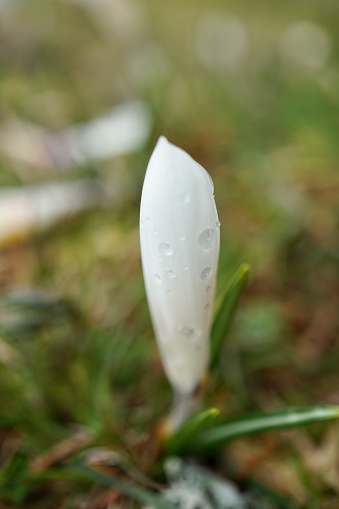 White crocuses and raindrops on them. Water drops on crocuses.