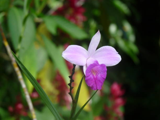 istock Beautiful lilac flower in the woods 1486371252