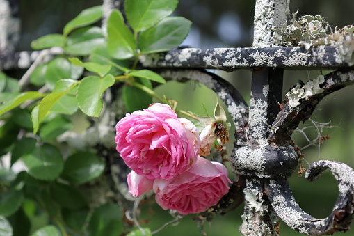 Pink climbing roses on an old iron fence