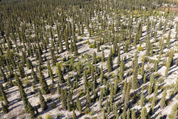 Kobuk Valley National Park Landscape