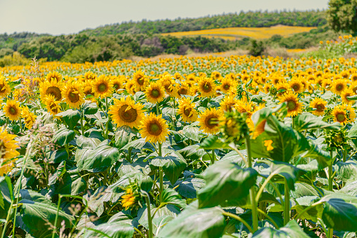 Sunflower Field