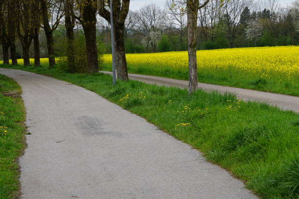 istock Walk along the alley. Smooth trees along the walking path in spring. Paved path for walking along the alley. A walking path between green fields. A walk through spring Bavaria. 1486374393