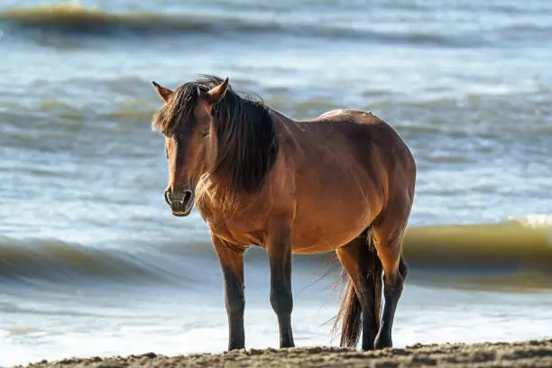 A wild mustang stands on the beach in Corolla, early morning sunlight highlighting its mane.