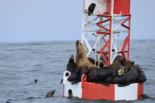 Various mammals encoutered in Monterey Bay near Moss Landing California USA   Humback whales and Steller sea lions