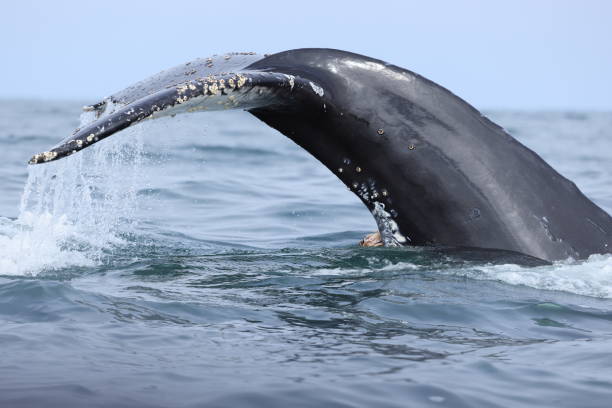 Various mammals encoutered in Monterey Bay near Moss Landing California USA   Humback whales and Steller sea lions