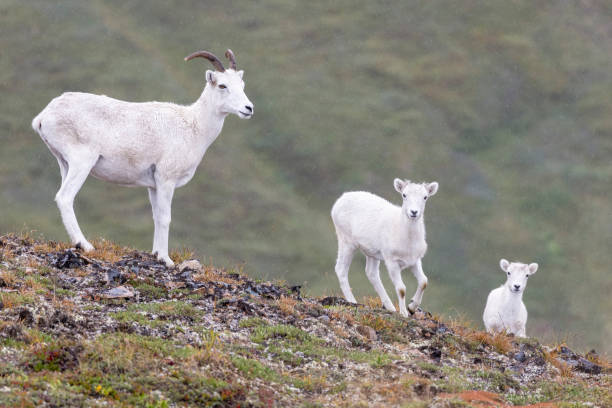 istock Mountain Goats in Lake Clark National Park 1486375928