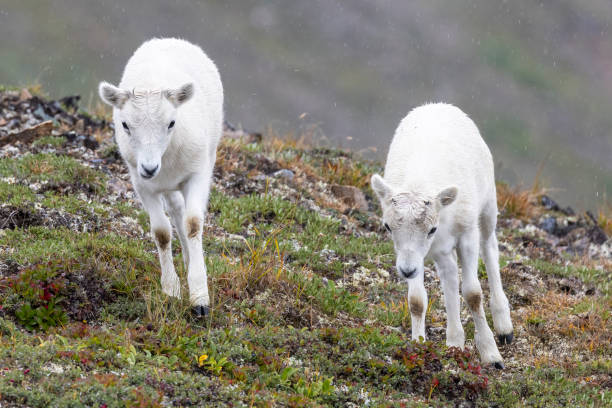 istock Mountain Goats in Lake Clark National Park 1486375983