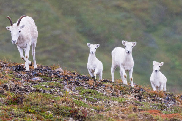 istock Mountain Goats in Lake Clark National Park 1486376036