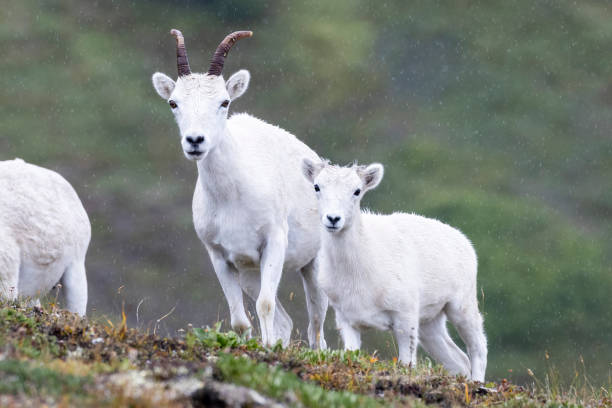 istock Mountain Goats in Lake Clark National Park 1486376182