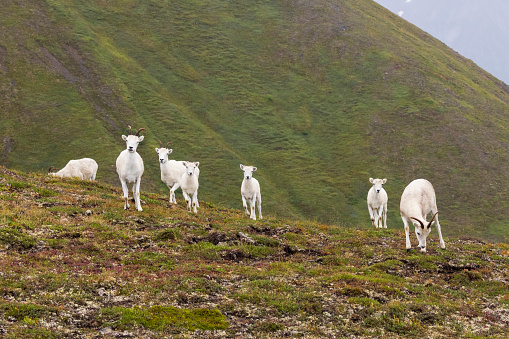 Wild mountain goats grazing for food on the side of a mountain in Lake Clark National Park in Alaska.