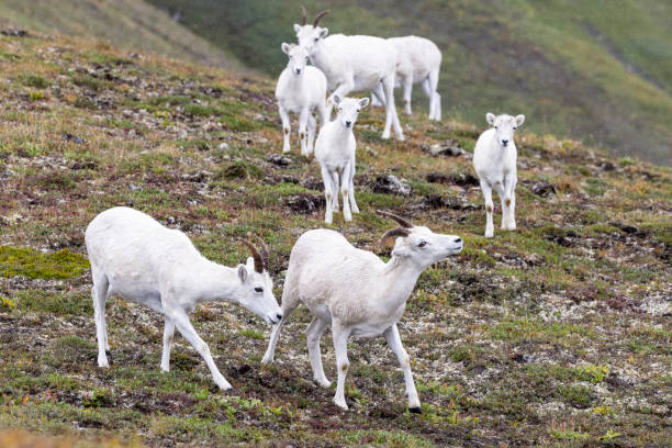 istock Mountain Goats in Lake Clark National Park 1486376294