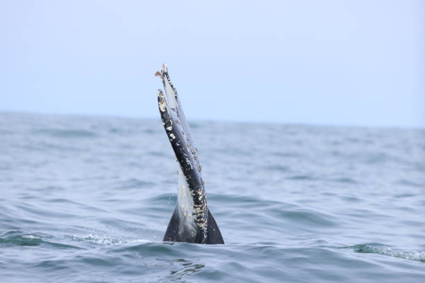 Mammal sightings on Monterey Bay CA USA stock photo