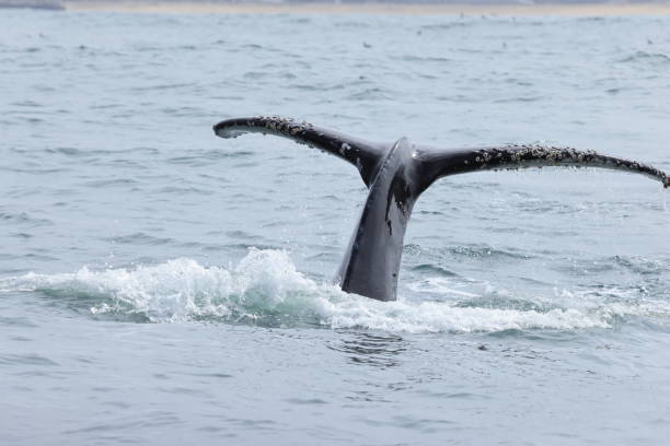 Mammal sightings on Monterey Bay CA USA stock photo