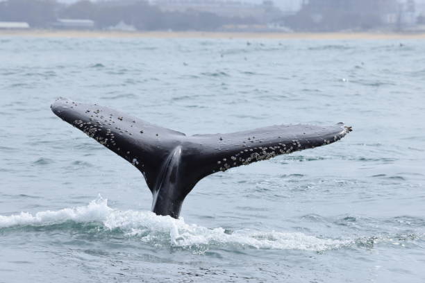 Mammal sightings on Monterey Bay CA USA stock photo