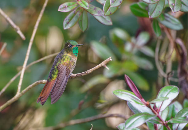 istock Tyrian Metaltail Hummingbird 1486377466