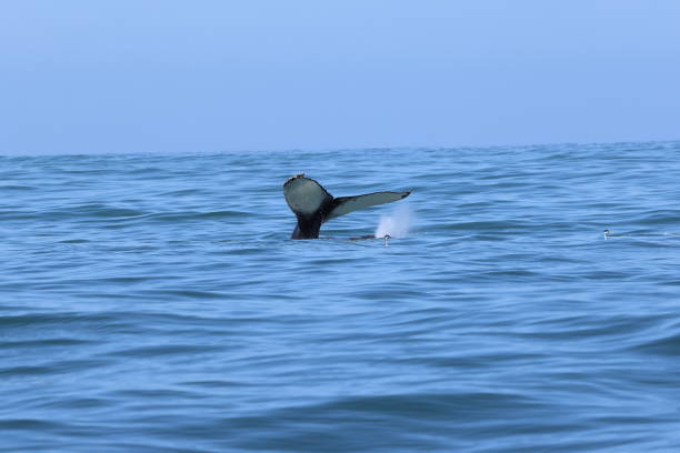 Mammal sightings on Monterey Bay CA USA stock photo