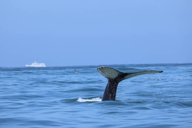 istock Mammal sightings on Monterey Bay CA USA 1486377625