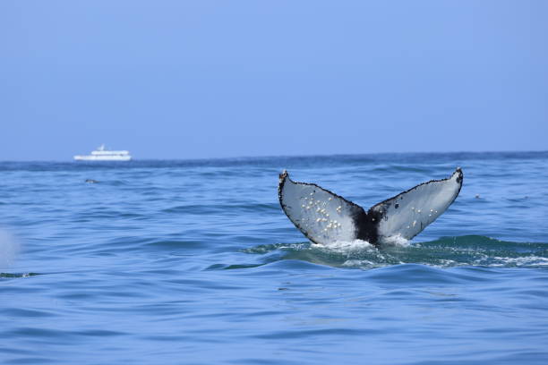 Mammal sightings on Monterey Bay CA USA stock photo