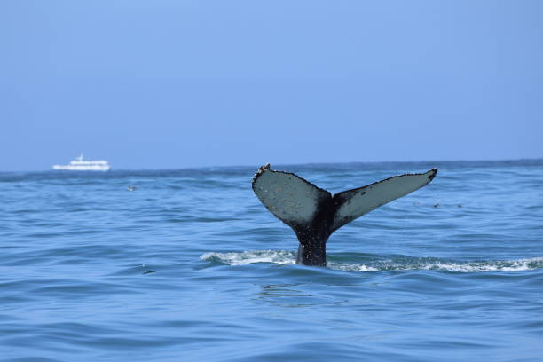 Mammal sightings on Monterey Bay CA USA stock photo