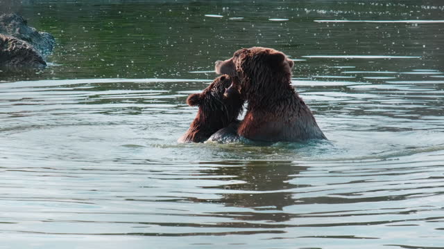 Two Brown Bears are playing, fighting in the water.