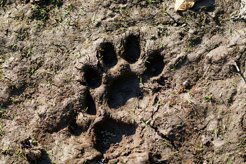 Jaguar tracks in the mud on the Los Llanos of Colombia